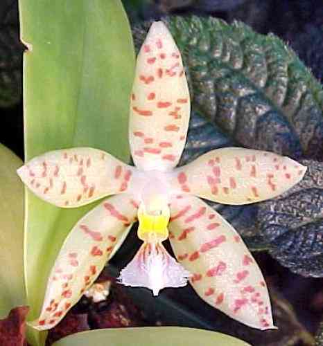 Phalaenopsis pallens